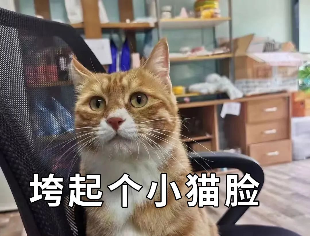 掉毛竟成遗弃猫咪一大主因？这题其实很好解……